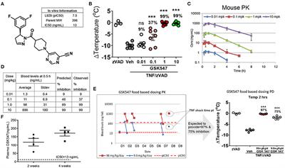 Stage-Dependent Impact of RIPK1 Inhibition on Atherogenesis: Dual Effects on Inflammation and Foam Cell Dynamics